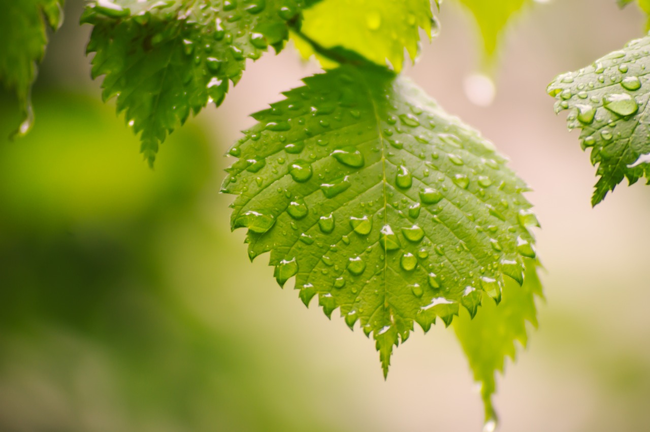 hoja de árbol con gotas de rocío encima